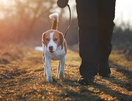 Dog Control and Public Safety at St Mary’s Garden Village